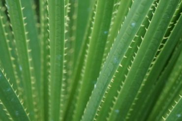 Sotol-pianta-messicana-Coqtail-Milano