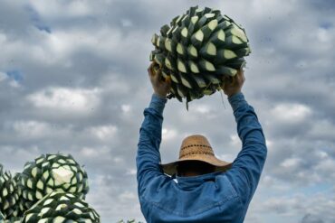 cocuy-distillato-agave-venezuela-coqtail