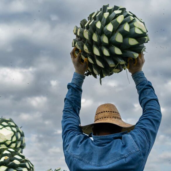cocuy-distillato-agave-venezuela-coqtail
