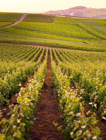 Taittinger-Prestige-Rose-vigneti-Coqtail