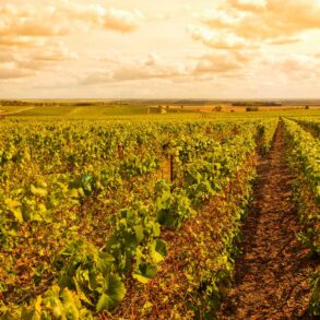 Il-trionfo-dello-Champagne-Coqtail