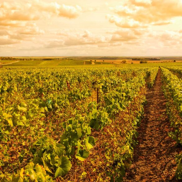 Il-trionfo-dello-Champagne-Coqtail