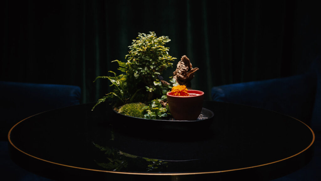 Un bonsai diventa parte del servizio del cocktail Geisha