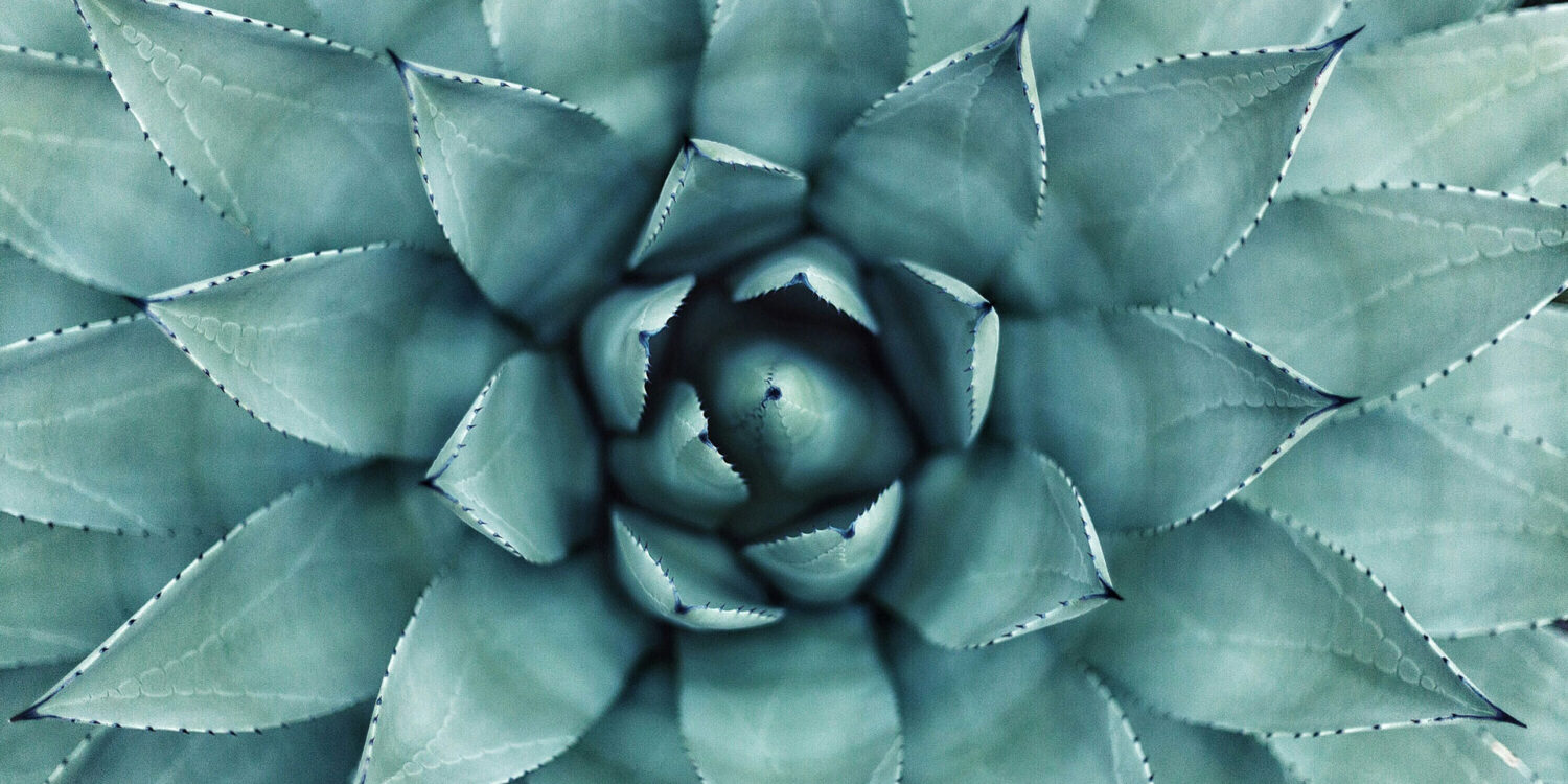 La nuova era del tequila