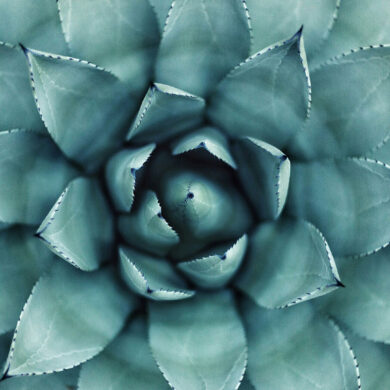 La nuova era del tequila