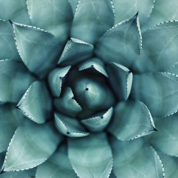 La nuova era del tequila