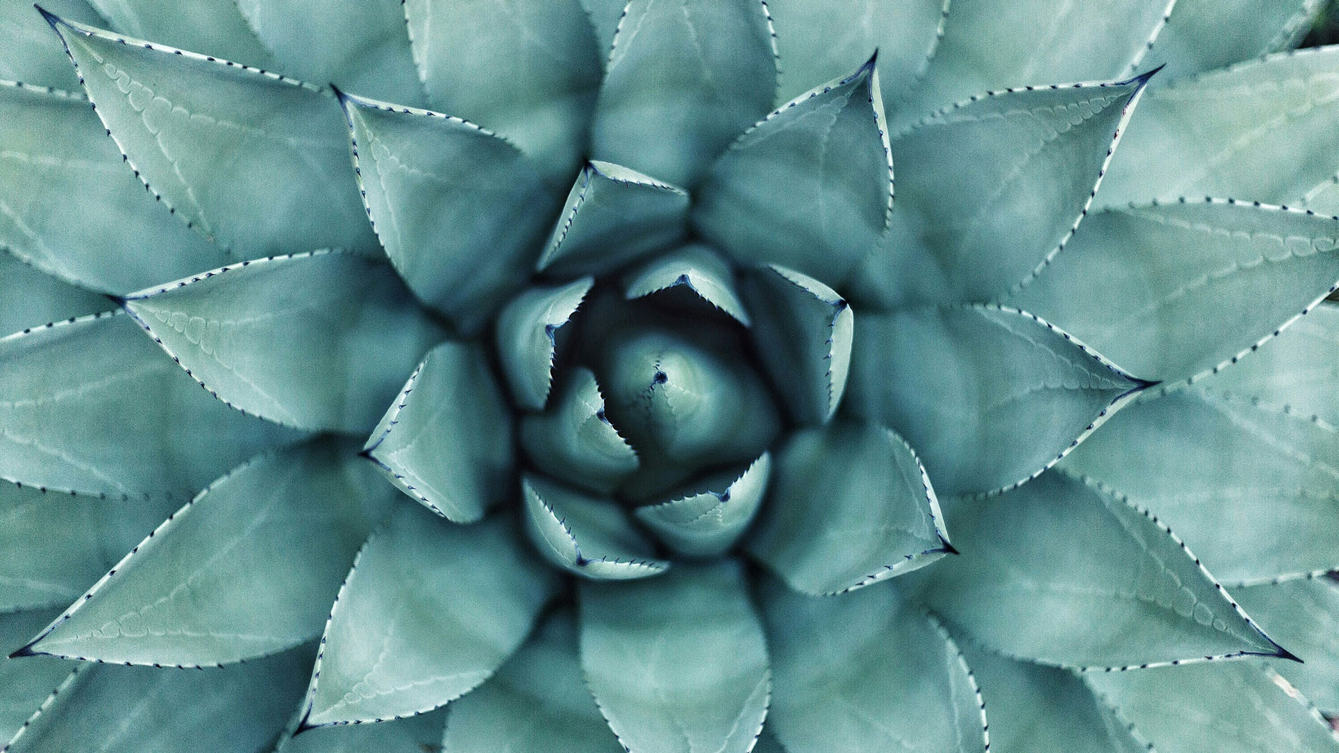 La nuova era del tequila