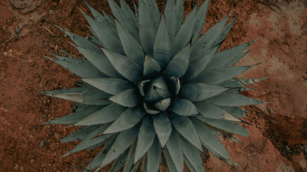 La nuova era del tequila e il suo mercato globale