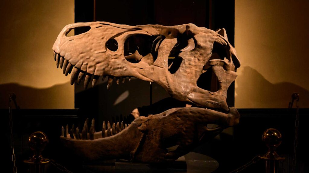 Un fossile al The Museum Bar 